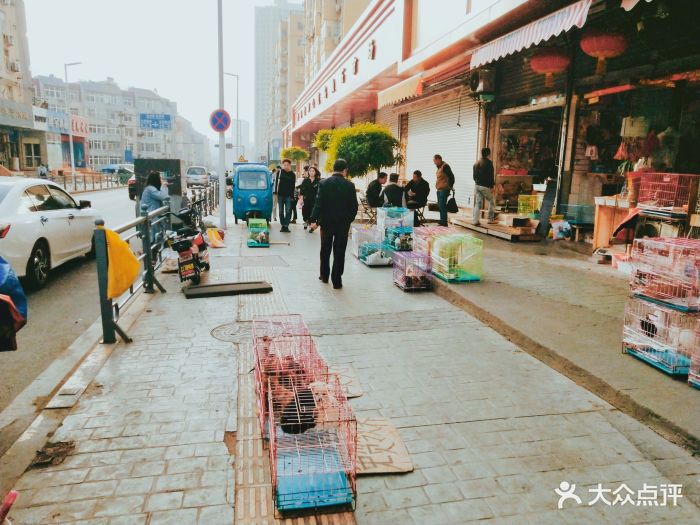 南山花鸟鱼石市场-图片-青岛购物-大众点评网