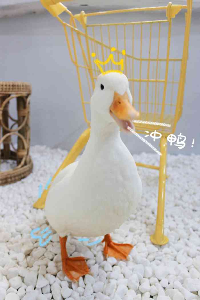 monster duck柯尔鸭咖·荷兰猪猪体验咖