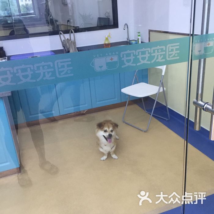 安安宠医图片-北京宠物医院-大众点评网