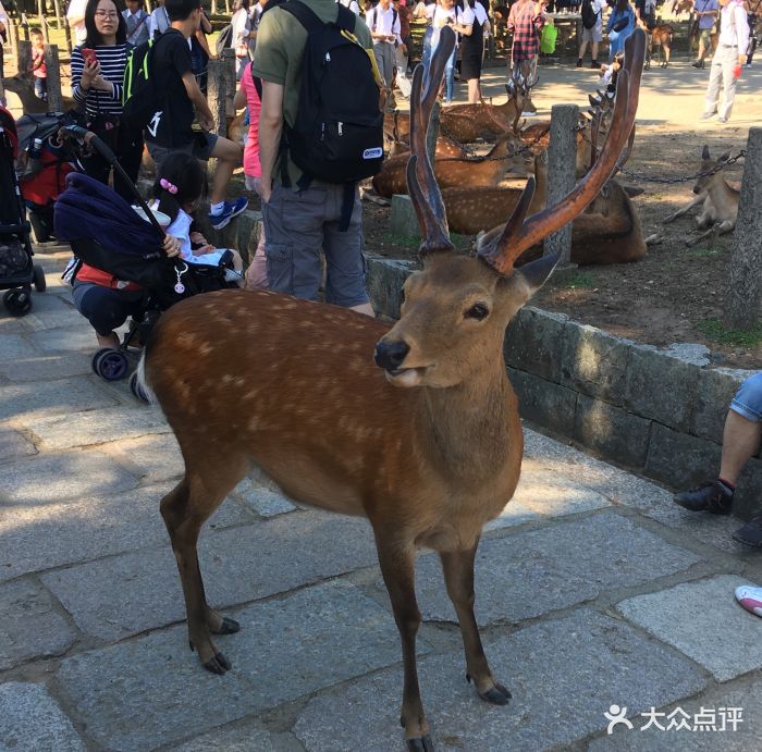 跟团去的日本,奈良公园很大的,有神鹿公园.-奈