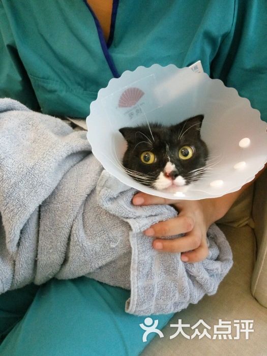 纳吉亚动物医院(成都分院)-图片-成都宠物-大众