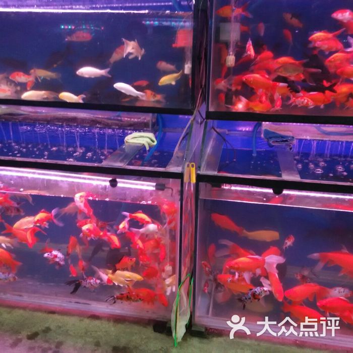 新雅花鱼图片-北京宠物店-大众点评网