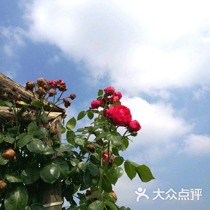 香薇玫瑰庄园图片 - 第74张
