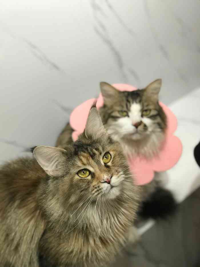 老吴喵馆·猫咪主题猫咖啡厅(建文店)