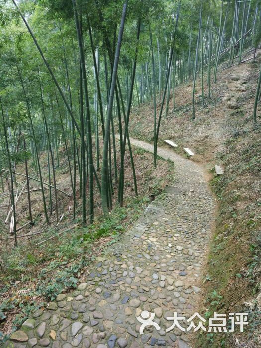 中国大竹海景区竹林图片 - 第1张