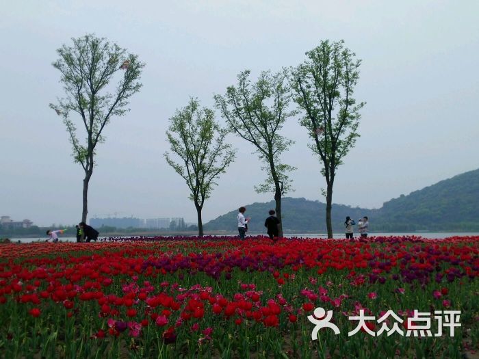 西山漾湿地公园图片 - 第6张