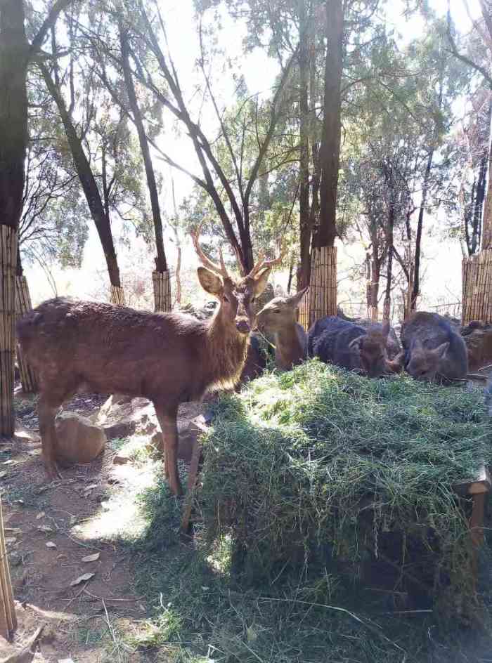 昆明动物园