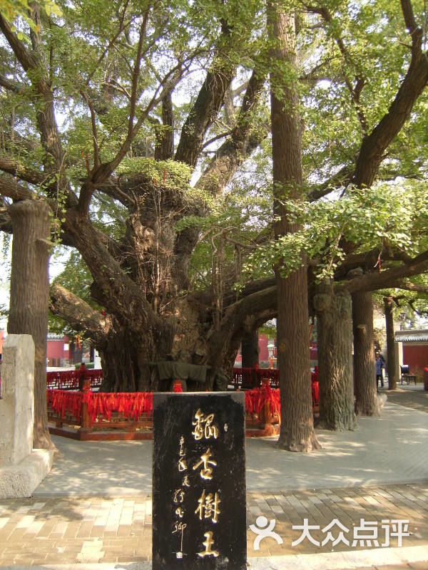 定林寺院内银杏树