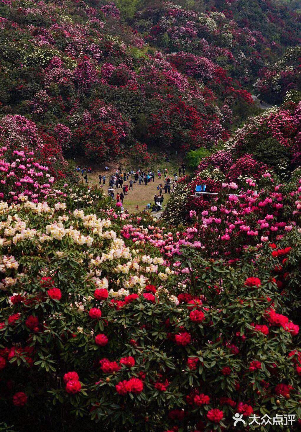 毕节 杜鹃花