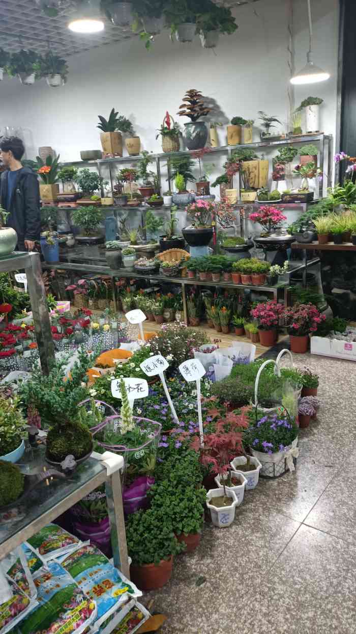 宝丰花鸟市场卜蜂莲花店