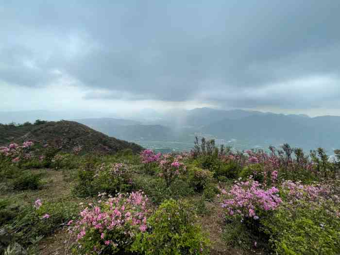 来金峨山看杜鹃花