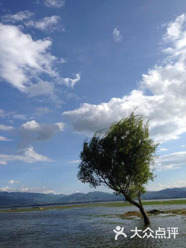 拉市海迎风树