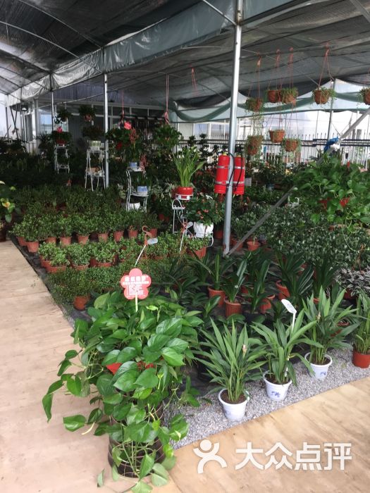 龙大花卉市场-图片-上海购物-大众点评网