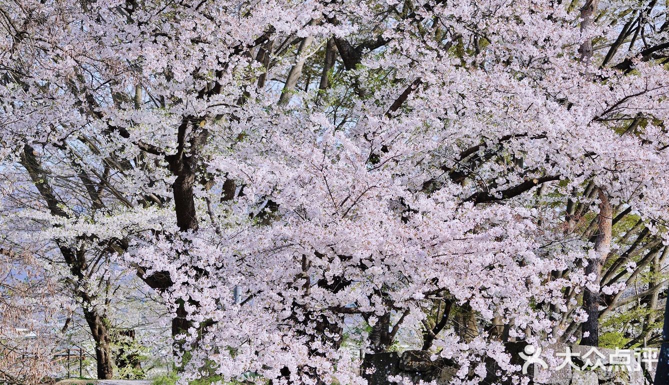 邂逅日系小清新电影里的浪漫樱花雨