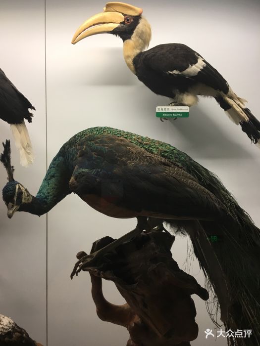 国家动物博物馆鸟类标本图片 - 第115张