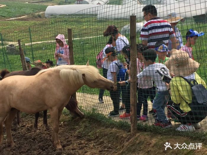 七彩祥耘开心农场-图片-重庆亲子-大众点评网