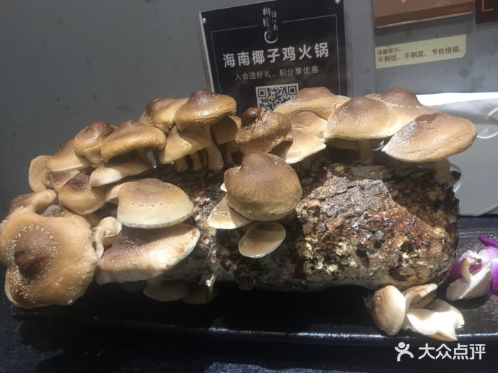 椰语江南·海南椰子鸡火锅(奥体中心店)鲜活菌菇图片 - 第2382张