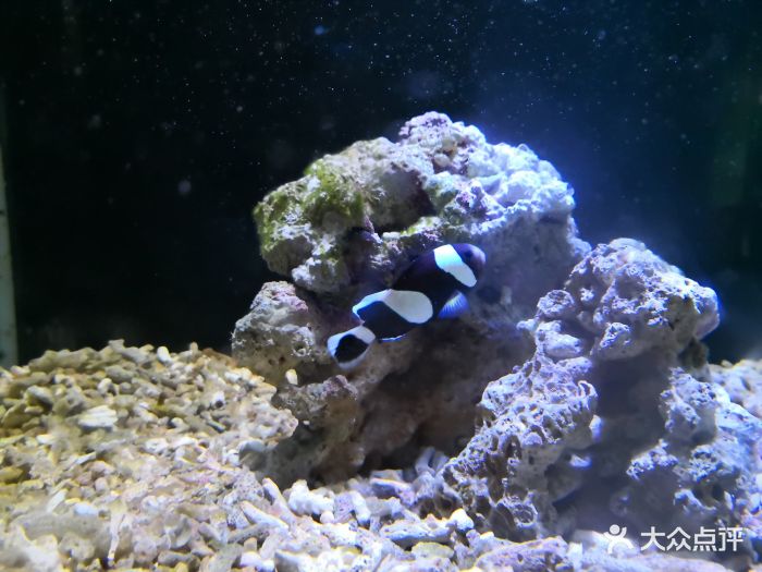 帆鲨海洋馆-图片-中山周边游-大众点评网