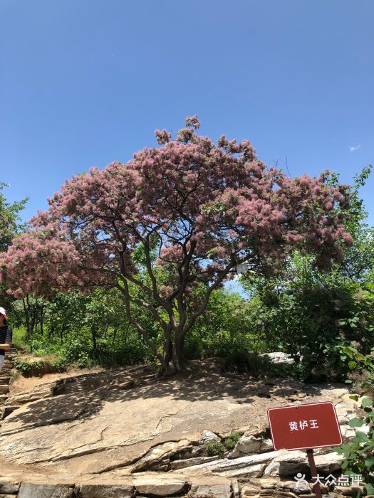 美醉了我的大房山坡峰岭,周六九点驱车东五.