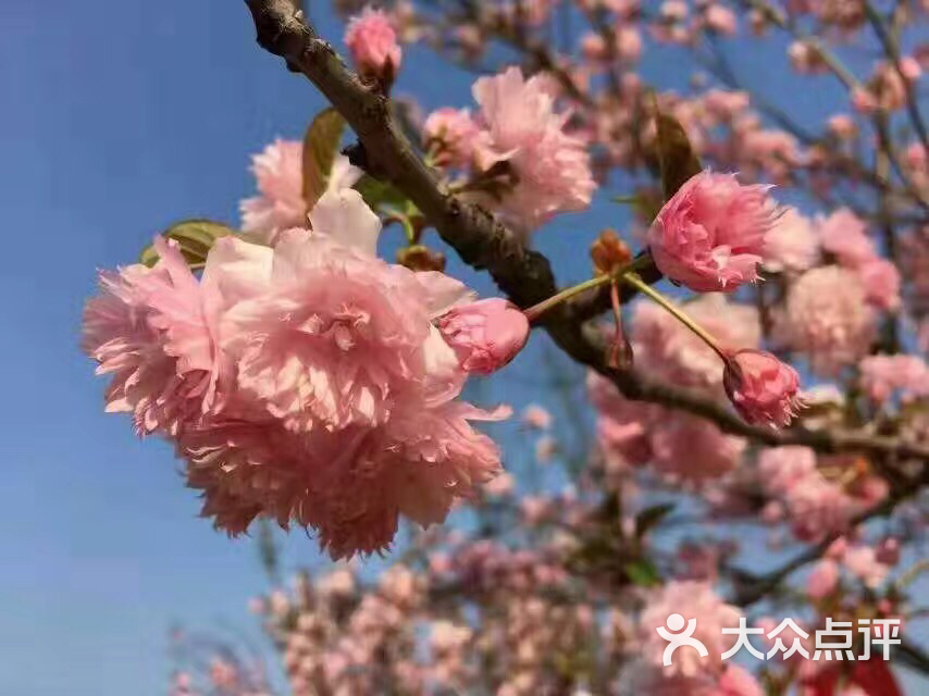天适樱花悠乐园图片 第233张