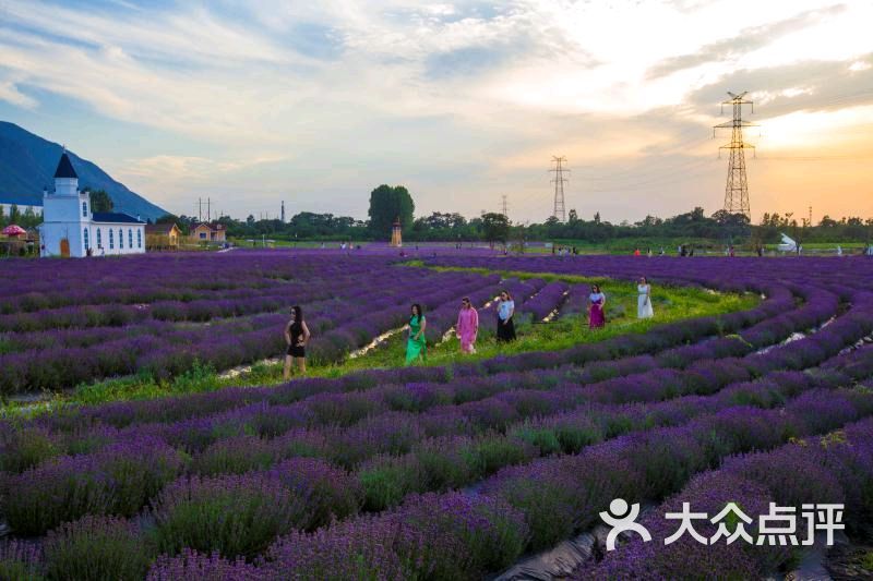 紫韵花海薰衣草庄园