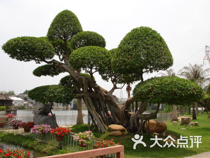 科隆千树园图片 第4张