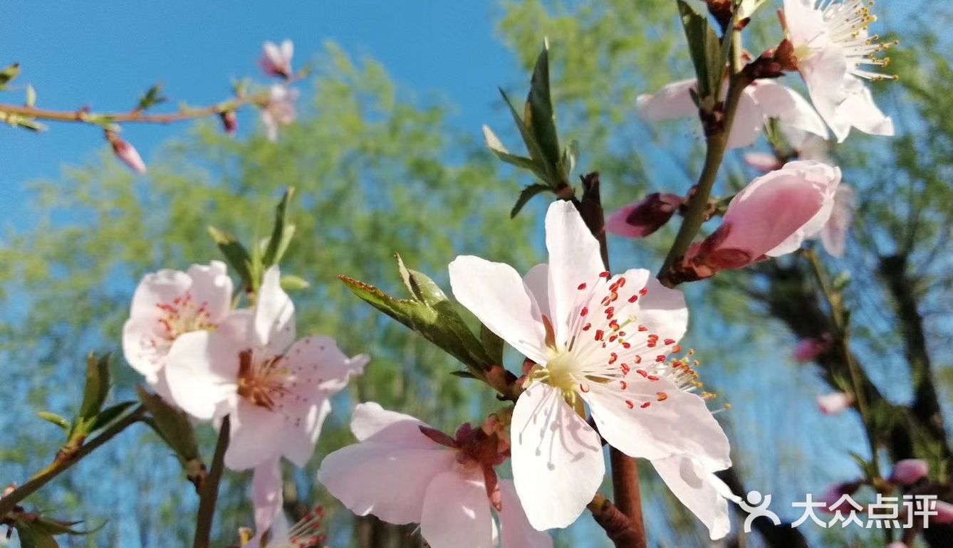 春天赏花好去处