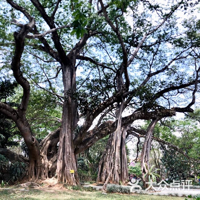 独树成林风景区