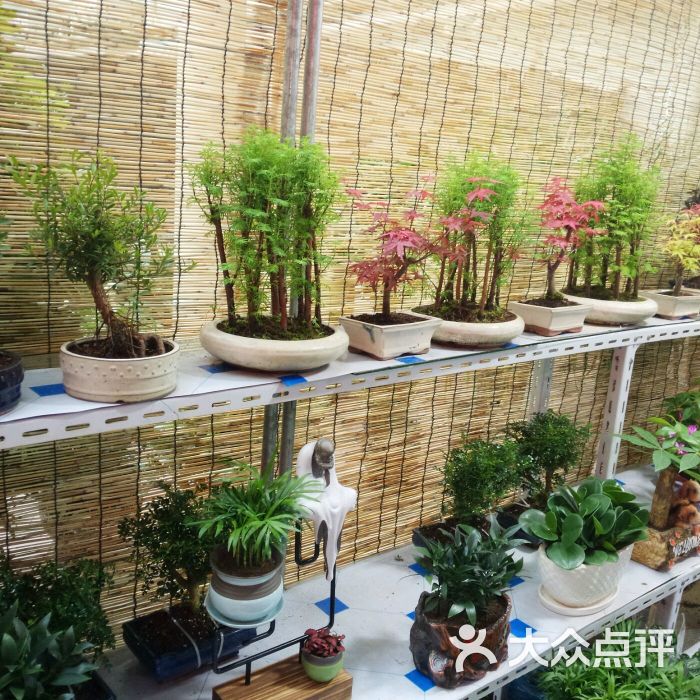鞍山花鸟鱼市场图片 第2张