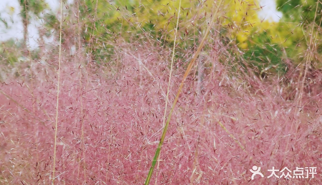 花海网红～粉黛乱子草