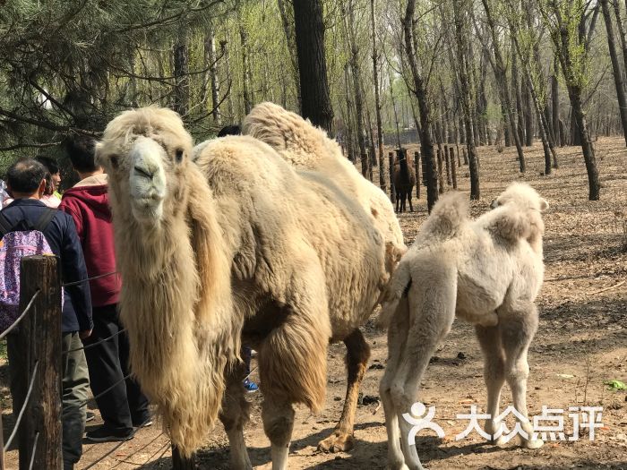 北京野生动物园图片 - 第3张