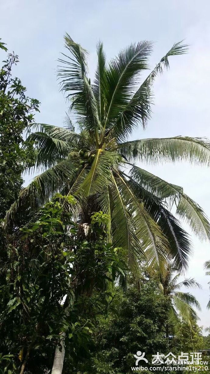 龙婆本庙-图片-泰国景点-大众点评网