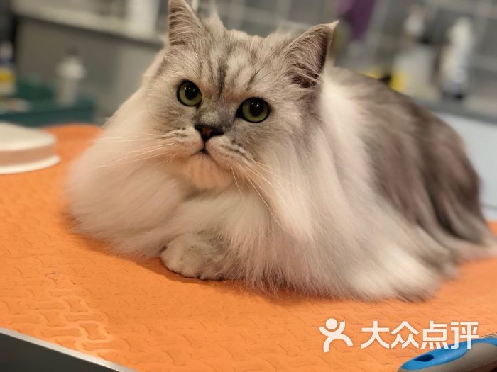 vac猫咪的假日 猫酒店寄养美容图片 - 第5张