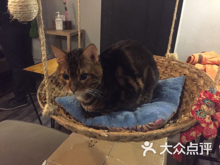 麒麟猫咪主题餐厅咖啡馆图片 - 第5633张