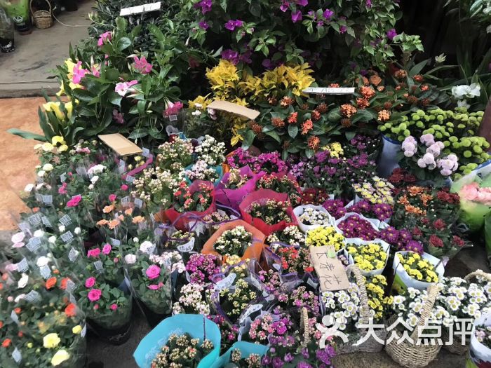梅陇花鸟市场图片 第3张