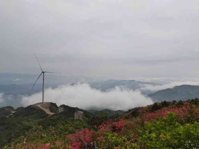 八卦脑景区-"漫山遍野的映山红,有红色和浅粉色的,选择.