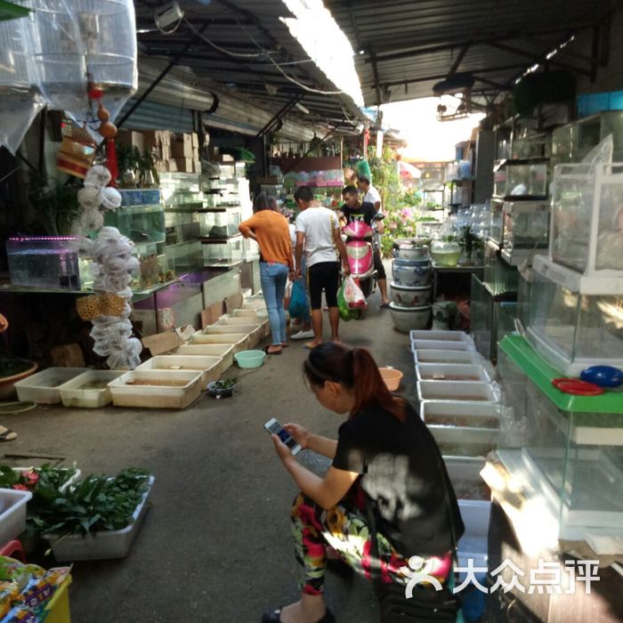 三林花鸟市场