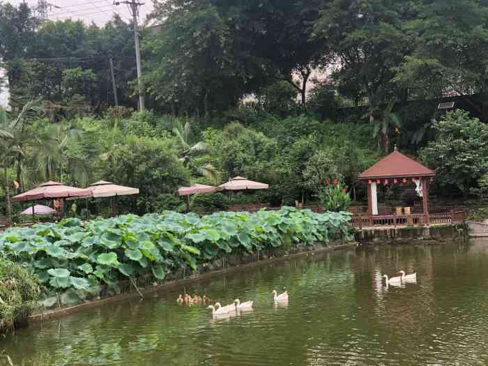 银湖度假村-"南岸迎龙附近,可钓鱼,每人每天10元,还.