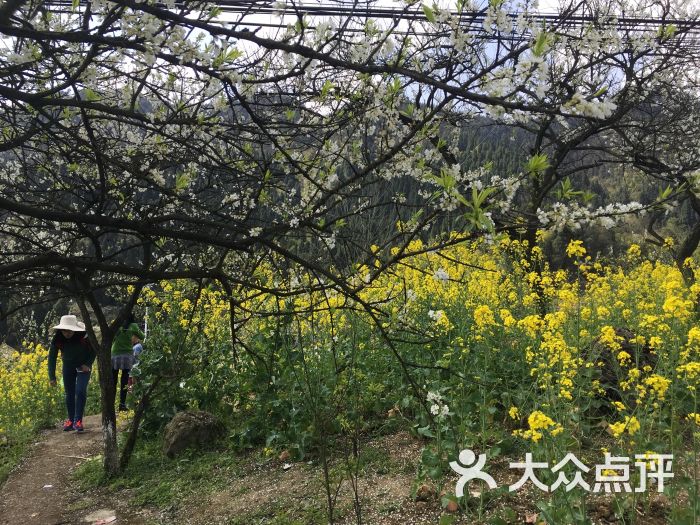 印盒李花生态旅游区-图片-重庆周边游-大众点评