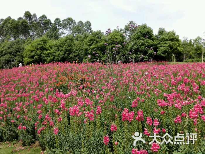 桂花湖飞虎拓展基地-图片-眉山休闲娱乐-大众点评网