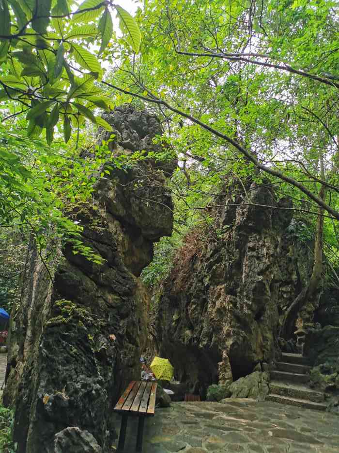 美女榕-"在黄果树风景名胜区的天星桥景区,有一株长.