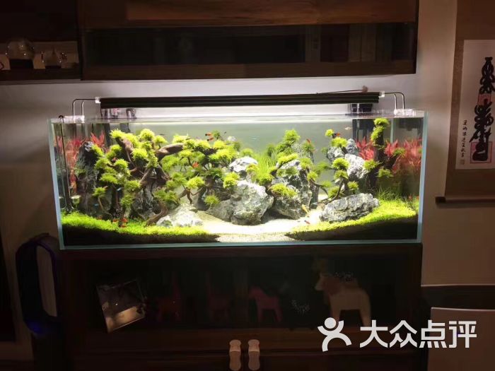 凡景水族馆(造景设计,生态鱼缸)图片 - 第41张