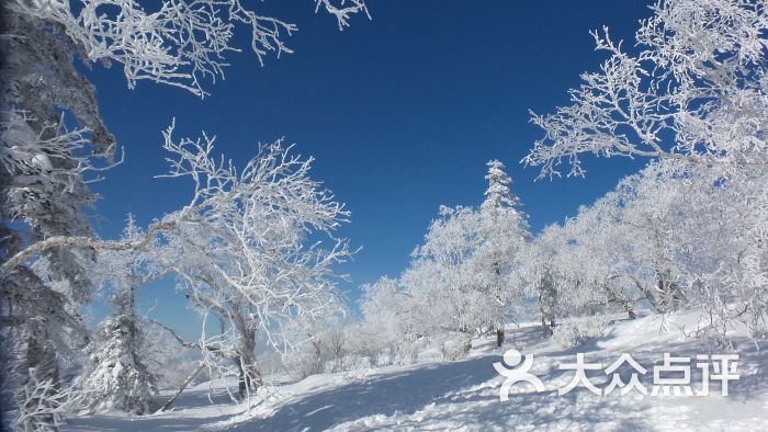 中国雪乡-图片-海林市周边游-大众点评网