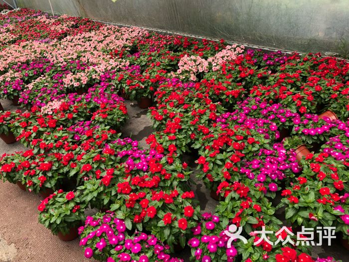 龙大花卉苗木市场图片 - 第20张