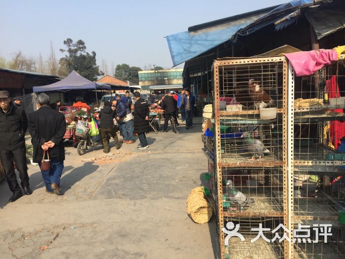 黄田坝花鸟市场-图片-成都购物-大众点评网