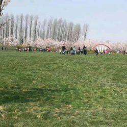 大洋湾樱花园门票_地址_地图_攻略(图)-盐城