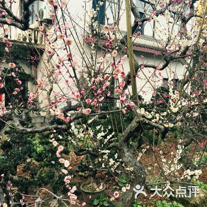 卖花渔村