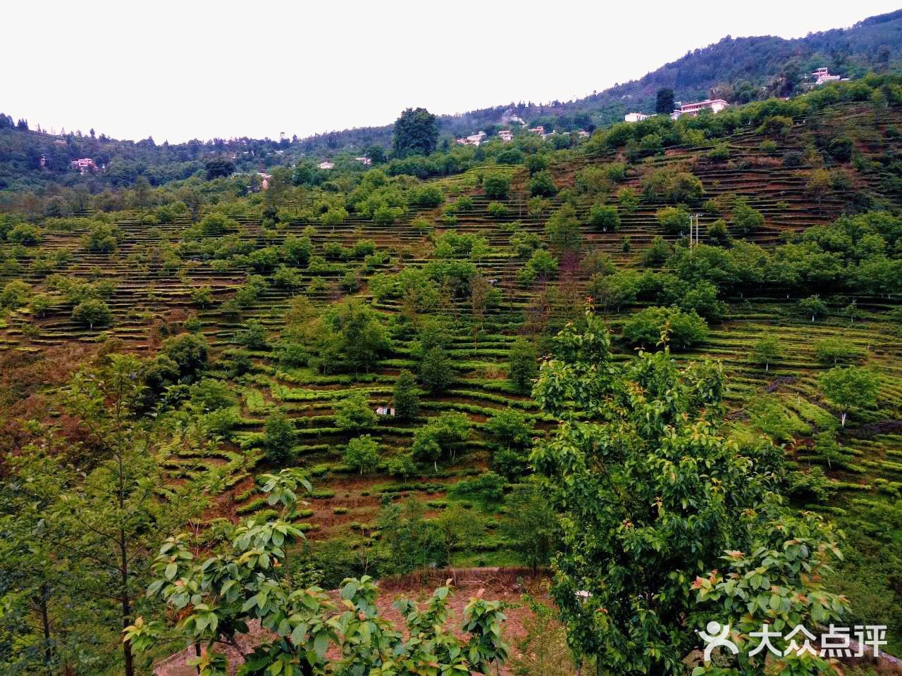 广东江门鹤山市的古劳茶山是一个休闲旅游的好去处