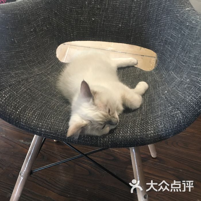 喵仙女猫咖啡-图片-杭州美食-大众点评网