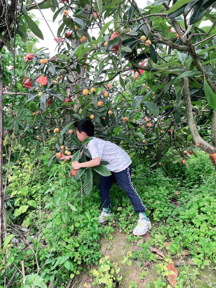 广阳江南枇杷园-"广阳岛正对面的广阳江南枇杷园…总.